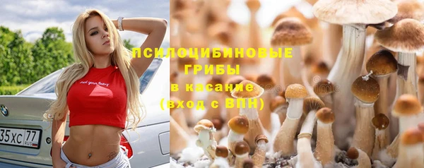 прущие грибы Абаза